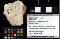 Foto (Objket + Etiketten) von Pithonoton sp. 